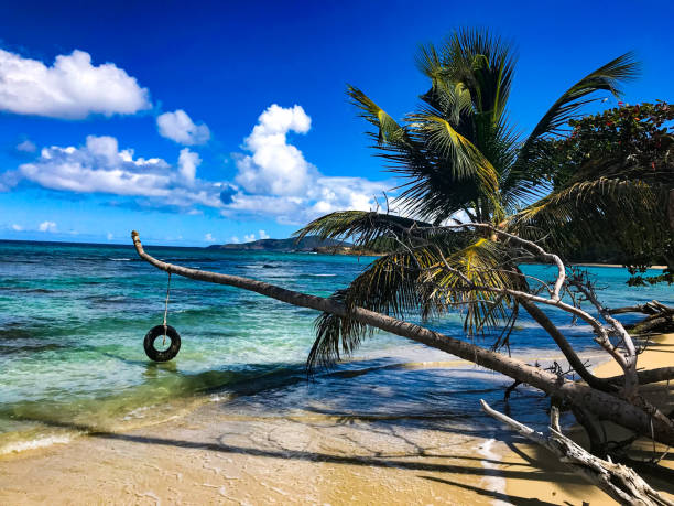 istock Neltjeberg Beach tire swing 1355064364