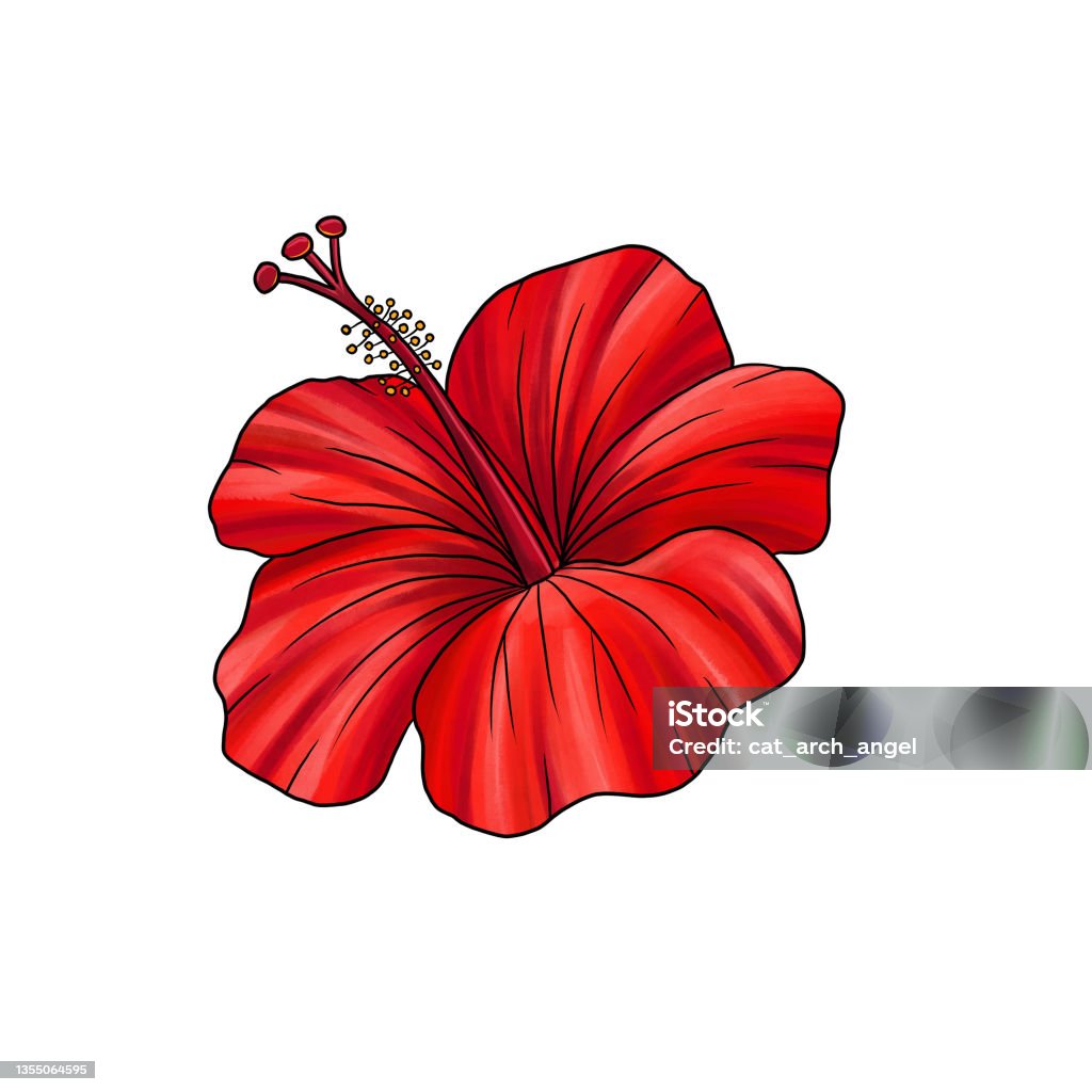 Ilustración de Dibujo Flor De Hibisco Aislado Sobre Fondo Blanco y más Vectores Libres de Derechos de Hibisco - Hibisco, Abelmosco, Angiosperma - iStock Ilustración de Dibujo Flor De Hibisco Aislado Sobre Fondo Blanco y más Vectores Libres de Derechos de Hibisco - Hibisco, Abelmosco, Angiosperma - iStock