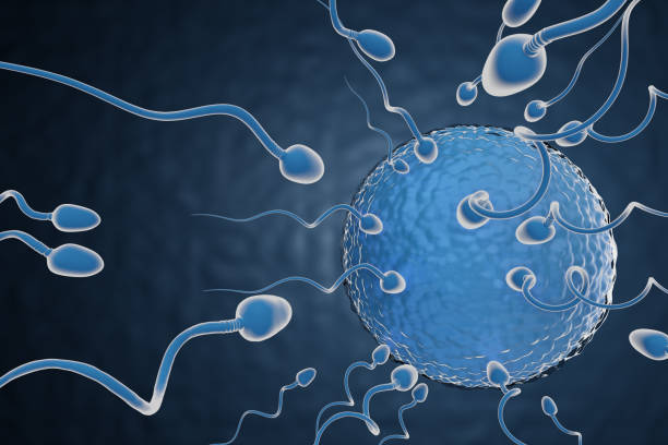 istock Sperm swimming towards the egg in a blue background. 3D Illustration Rendering. 1355064635