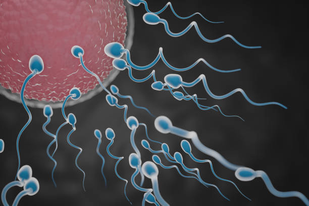 istock Sperm swimming towards the red egg in a dark background. 3D Illustration Rendering. 1355064639