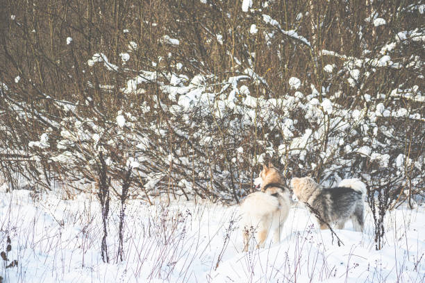 istock Winter walk with Malamute dogs 1355064952