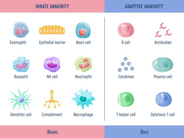 Adaptive immune system. Cells Innate immunity Complement protein, Anatomical division diagram with lymphoid cell, medical graphic exact vector illustration_f Adaptive immune system. Cells Innate immunity Complement protein, Anatomical division diagram with lymphoid cell, medical vector illustration. Immunity infection organism, adaptation microscopic human cell illustrations stock illustrations