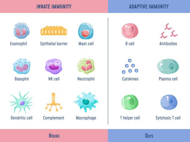 Adaptive immune system. Cells Innate immunity Complement protein, Anatomical division diagram with lymphoid cell, medical graphic exact vector illustration_f Adaptive immune system. Cells Innate immunity Complement protein, Anatomical division diagram with lymphoid cell, medical vector illustration. Immunity infection organism, adaptation microscopic immune system stock illustrations