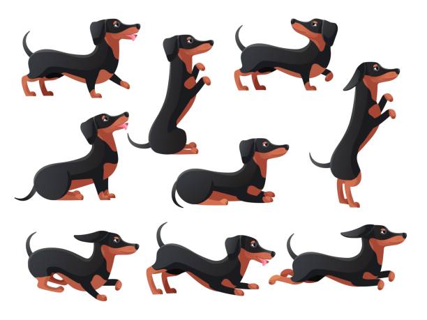 daushund pozuje. kreskówkowe jamniki i postacie psów pozują, rodowód rasy daushunds, pozy psów gończych, skacz i biegaj długą kiełbasę, płaska ikona przyzwoity zestaw ilustracji wektorowej - jamnik stock illustrations