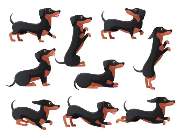 Vector illustration of Daushund poses. Cartoon dachsand dogs characters pose, pedigree breed daushunds, hound dog poses, jump and run long sausage, flat icon decent set vector illustration