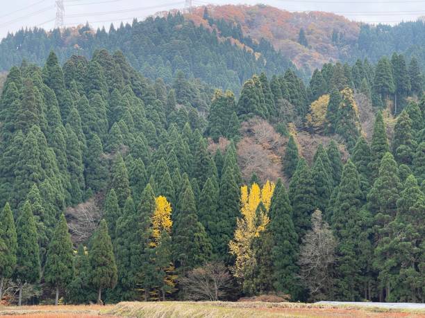 istock trees with autumn colors 1355064996