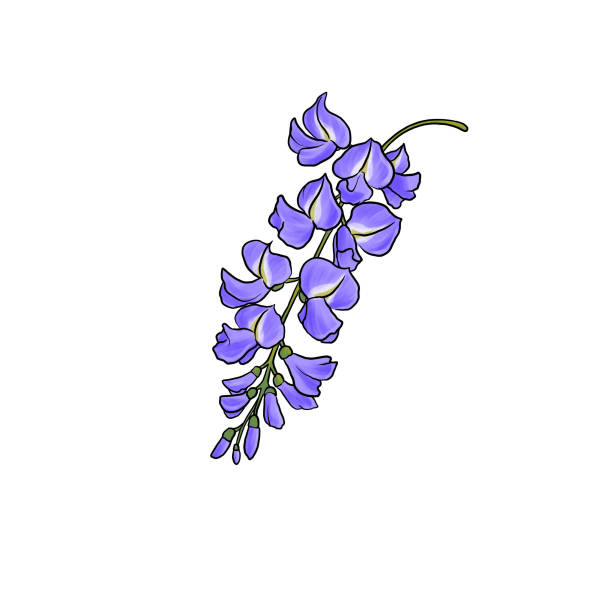 ilustrações de stock, clip art, desenhos animados e ícones de drawing flowers of wisteria isolated at white background - 2113