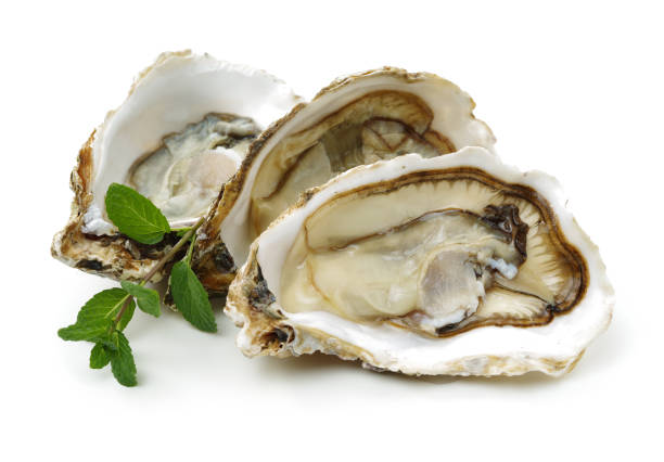 fresh oyster - pacific oyster imagens e fotografias de stock