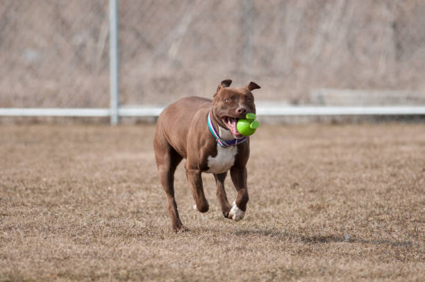 istock Shelter dog on the run 1355066203