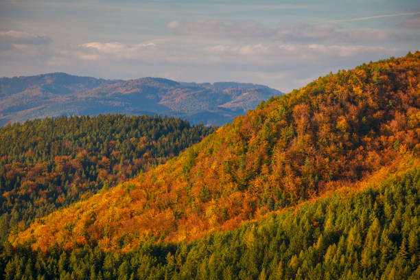 istock Hilly landscape with forests in autumn colors. 1355067177