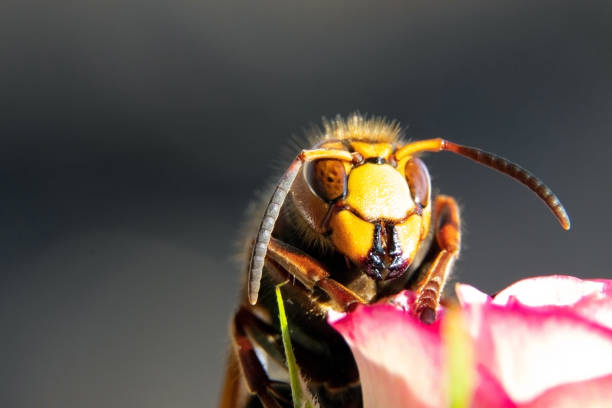 A wasp on a flower macro view. Commom european wasp. Paper wasp. Vespula vulgaris. Insect in nature. A wasp on a flower macro view. Commom European wasp. Paper wasp. Vespula vulgaris. Insect in nature wasp photos stock pictures, royalty-free photos & images