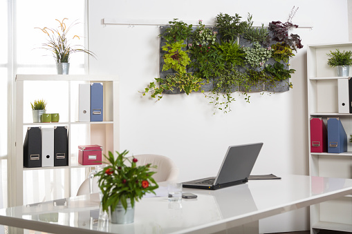 Working room full of plants. Flowers, herbs, vegetables and fruit in vertical garden on the wall and on the desk.  Working from home on a video call.