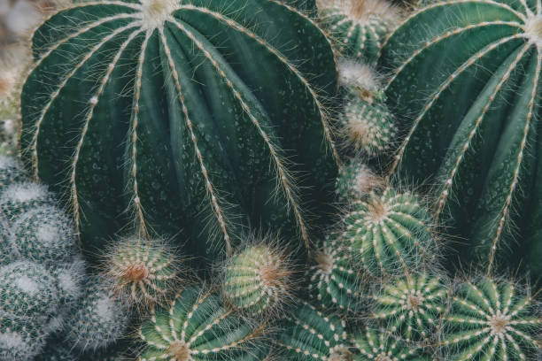 istock closeup agave cactus, abstract natural pattern background and textures, dark blue toned 1355070496
