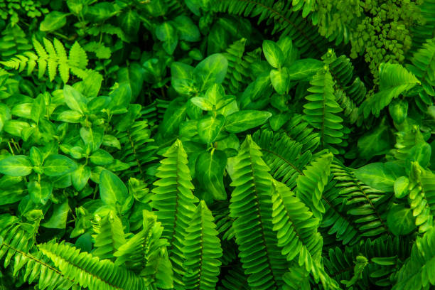 istock abstract green leaf texture, nature background, tropical leaf 1355070514