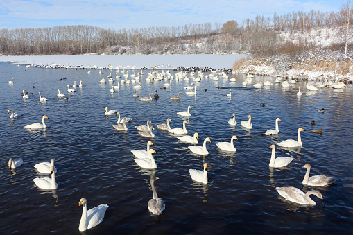 Whooper swans floating in the lake in winter, Lake Svetloye, Altai Territory, Russia