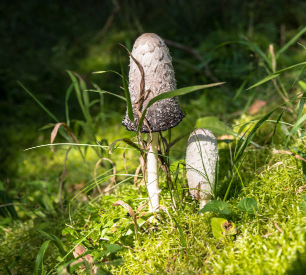 Aperture 6.7, exposure time 1/180 sec., ISO 200, focal length 53 mm, UV filter,  mushroom hat, fungal development stage, middle fungal development stage, young crested tintling, naha