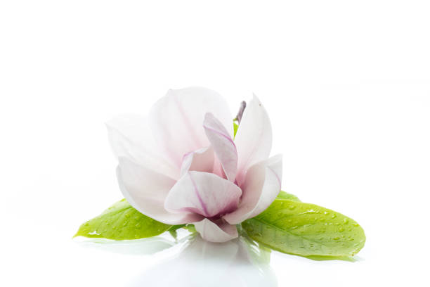 istock one pink flower on a branch of blooming magnolia close up 1355073718