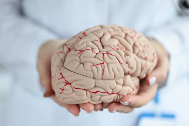 istock Doctor holding artificial model of human brain closeup 1355075837