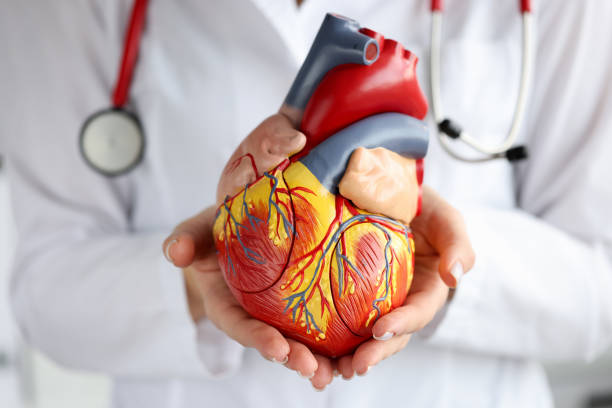 médico sosteniendo modelo de corazón artificial en primer plano clínico - cardiologist fotografías e imágenes de stock