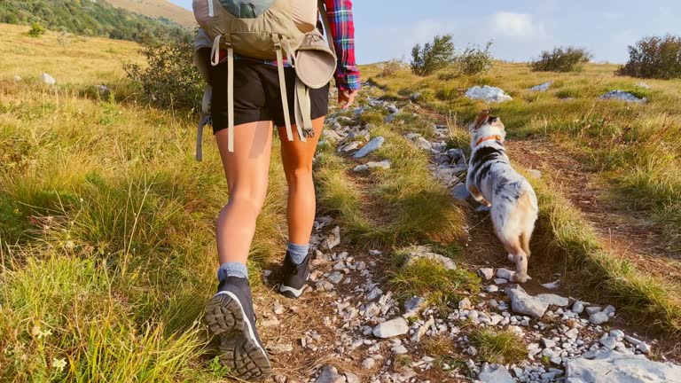 SLO MO TS Legs of a female hiker walking up the trail and her dog running around