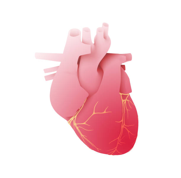 정맥으로 심장의 3d 그림. - pulse trace human cardiovascular system heart shape heart disease 뉴스 사진 이미지