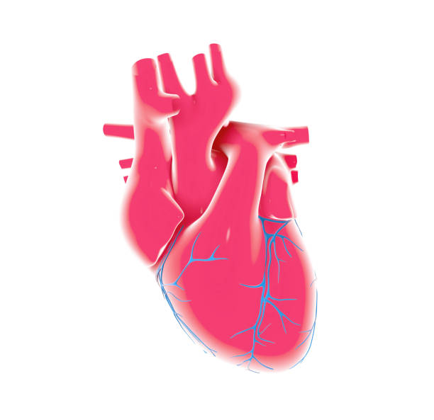 인간의 마음의 3d 그림. - pulse trace human cardiovascular system heart shape heart disease 뉴스 사진 이미지