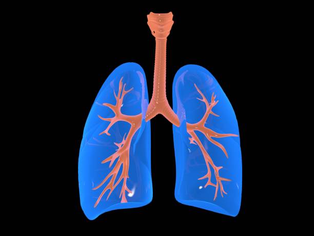 istock Anatomical 3d illustration of the lungs. 1355078533