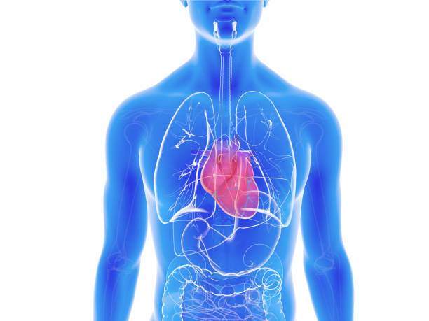 内部解剖学における心臓の3dイラスト。 - human cardiovascular system 写真 ストックフォトと画像
