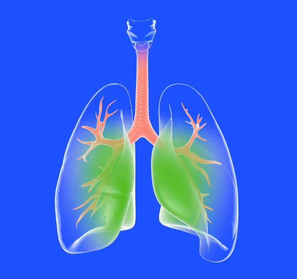 istock Transparent anatomical 3d illustration of the lungs. 1355078604