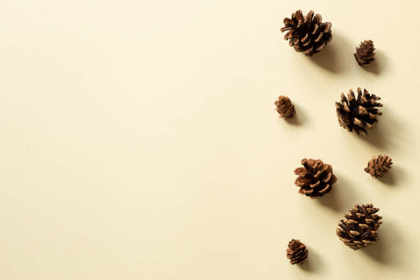 istock Pine cones on beige background. autumn and winter concept 1355078746