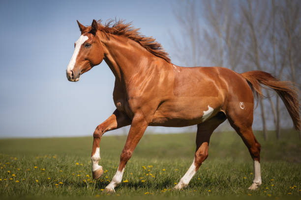 istock Beautiful red horse galloping in the meadow 1355079036