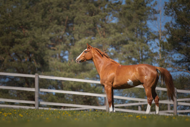 istock Beautiful red horse galloping in the meadow 1355079915