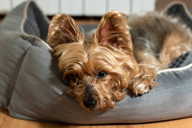 istock Portrait of a yorkshire terrier looking at the camera while sleeping in his bed. Yorkshire terrier sleeping in his bed. 1355080308