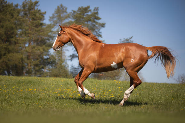 istock Beautiful red horse galloping in the meadow 1355080382
