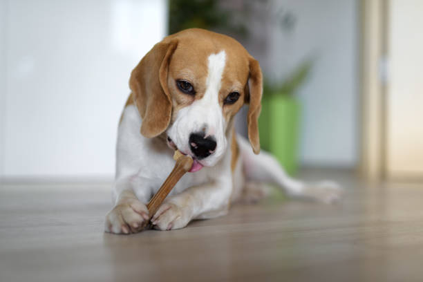 perro masticando un hueso en interiores - animal jaw bone fotografías e imágenes de stock