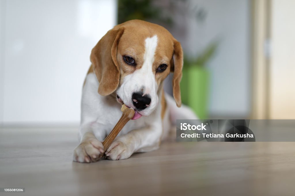 Dog chewing a bone indoors Beagle dog lying on the floor and eating rawhide bone for dogs Dog Stock Photo