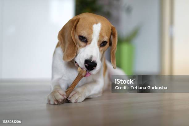 Dog Chewing A Bone Indoors Stock Photo - Download Image Now - Dog, Dog Bone, Bone