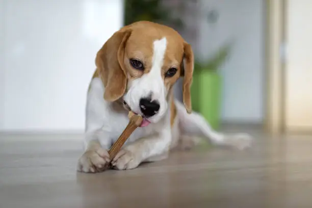 Beagle dog lying on the floor and eating rawhide bone for dogs