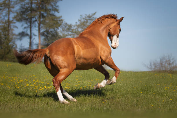 istock Beautiful red horse galloping in the meadow 1355081235