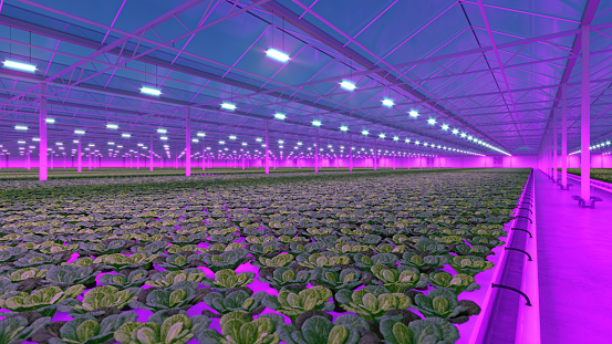 Industrial greenhouse with purple LED light. Hydroponic indoor vegetable plant factory. Green salad farm. 3D render