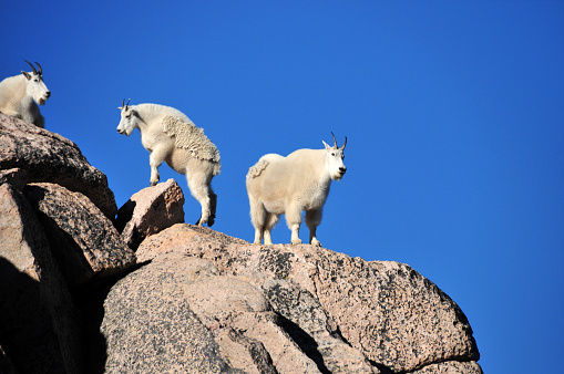 Mount Evans, Clear Creek County, Front Range of the Rocky Mountains, Colorado, USA: Rocky Mountain goats (Oreamnos americanus) on a crest, silhouetted against the sky. The mountain goat's feet are well-suited for climbing steep, rocky slopes with pitches exceeding 60°, with inner pads that provide traction and cloven hooves that can spread apart. The tips of their feet have sharp dewclaws that keep them from slipping.