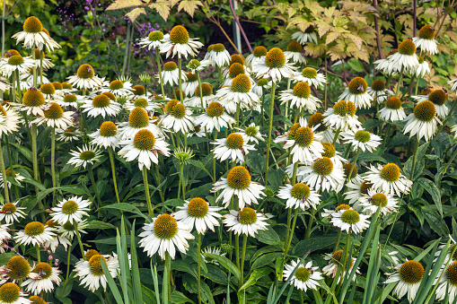 Echinacea purpurea 'Primadonna White' a summer flowering plant with a white summertime flower from July to September commonly known as Cone Flower, stock photo image
