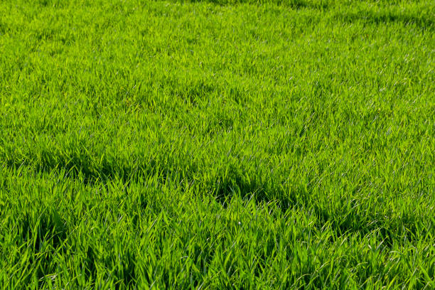 istock Vivid field of grass in summer 1355084583