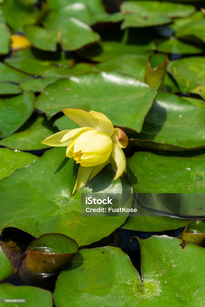 Lotus flower yellow close up. Lotus flower yellow close up. stock photo Beauty In Nature Stock Photo