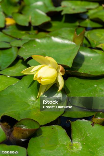 Lotus Flower Yellow Close Up Stock Photo - Download Image Now - Beauty In Nature, Biology, Blossom