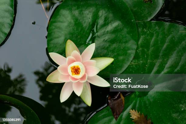 White Lotus Flower In Pond Stock Photo - Download Image Now - Water Garden, Backgrounds, Beauty In Nature