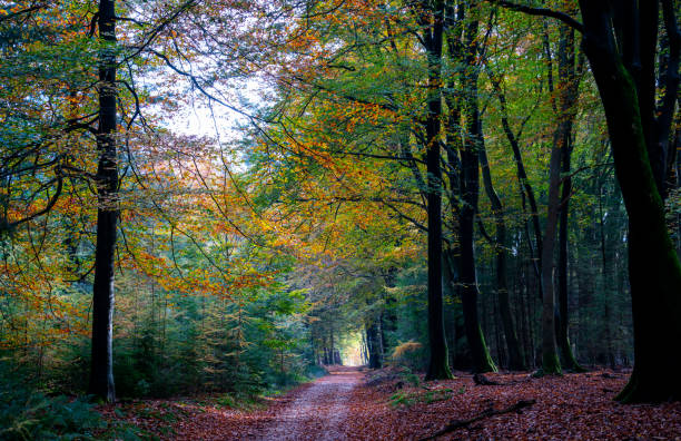Forest landscape in autumn in the Netherlands
