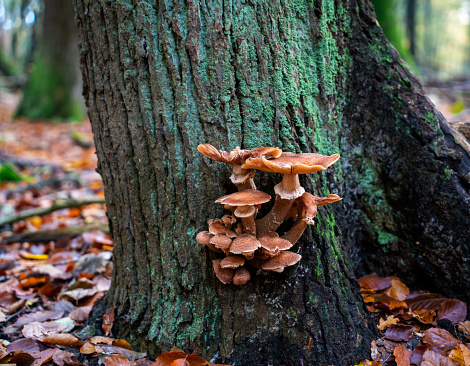 Fungus in the forest in the Netherlands