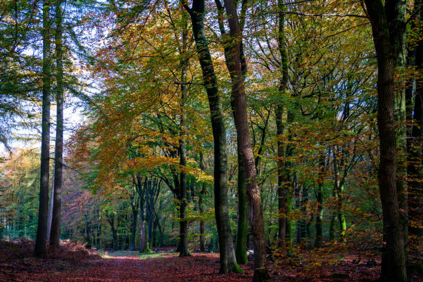istock Sunny autumn day in the forest between Putten and Ermelo, Netherlands 1355085501
