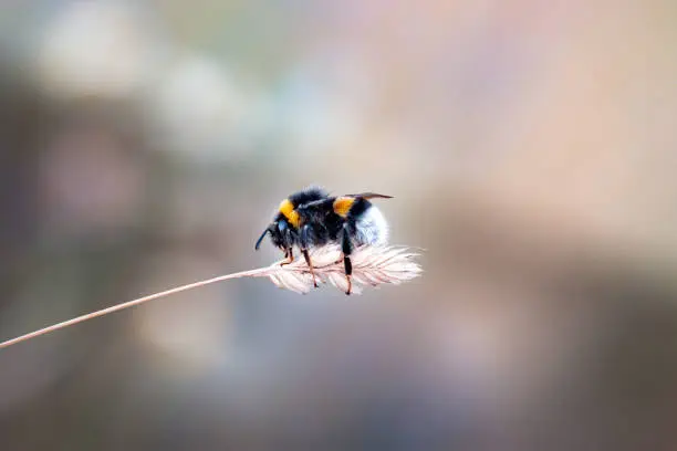 Photo of Bumble bee on a flower